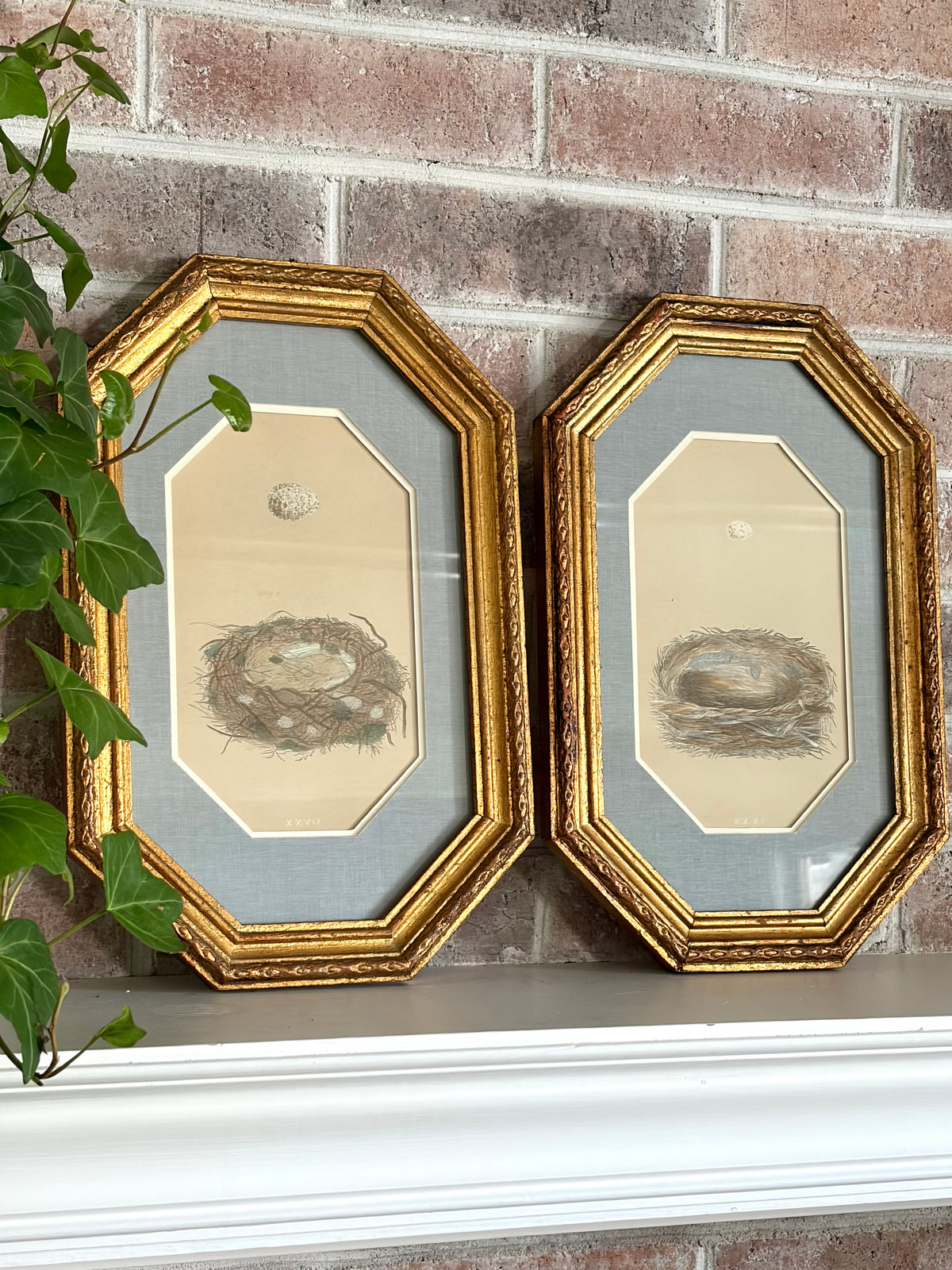 Pair of Antique Bird Nest Prints