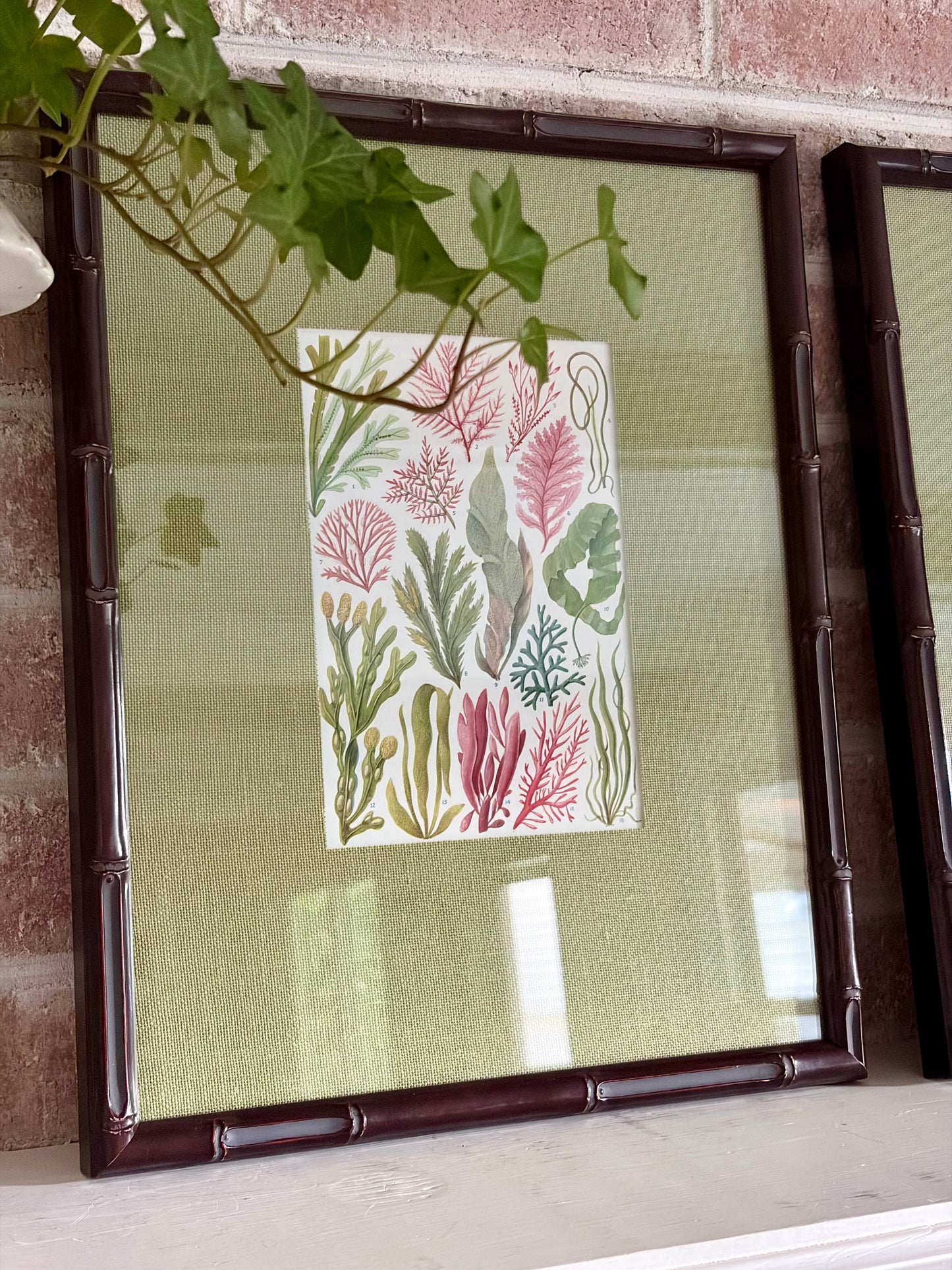 Pair of Framed Vintage Seaweed Prints