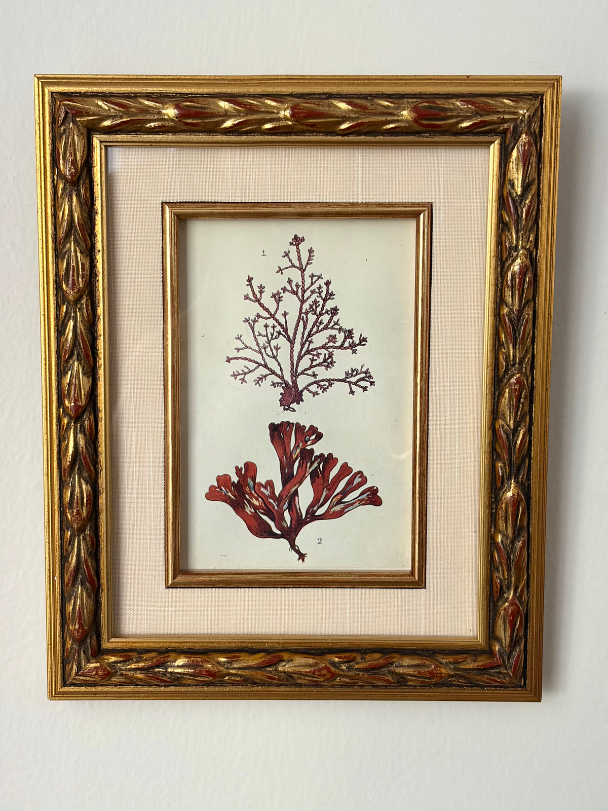 Antique Coral Print