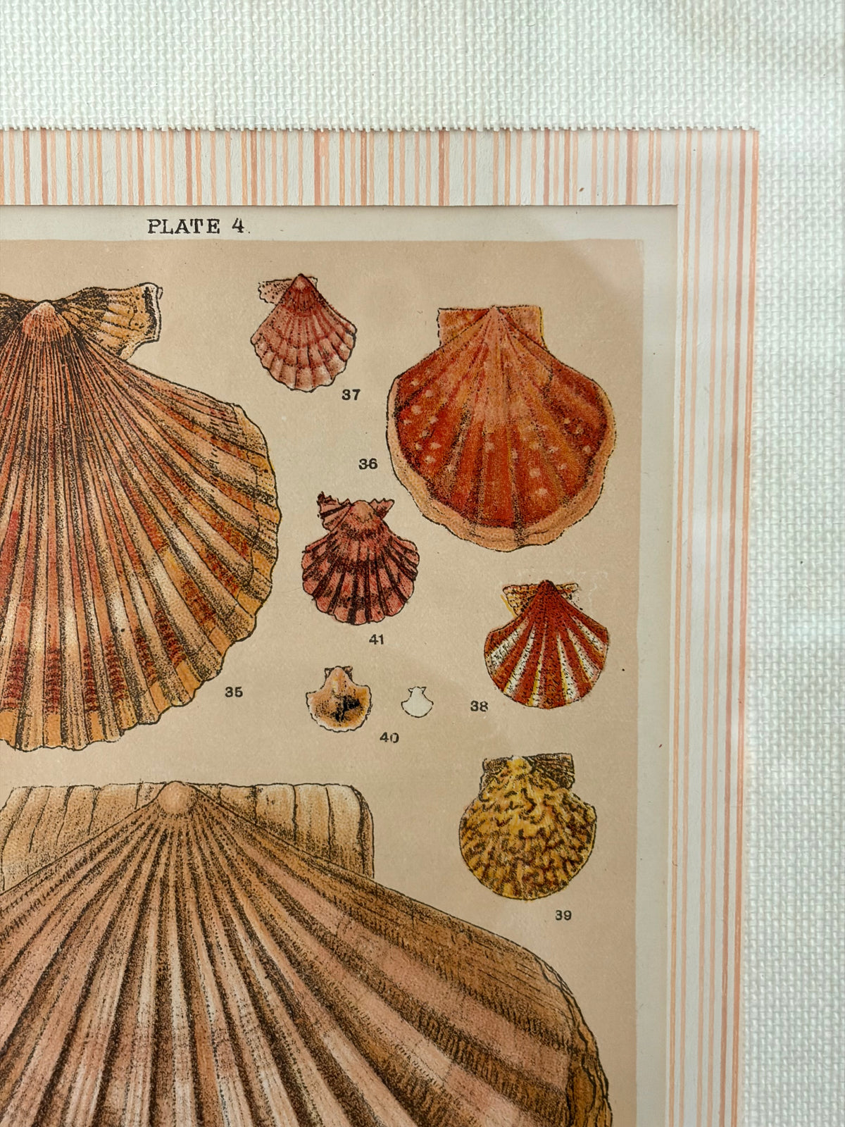 Pair of Antique Shell Prints