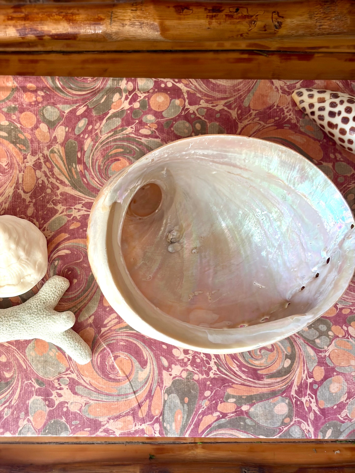 Polished Abalone Shell No.2