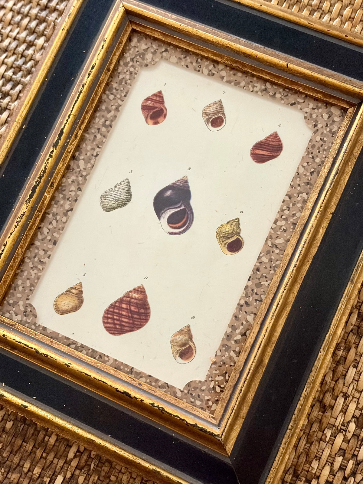 Vintage Shell Print