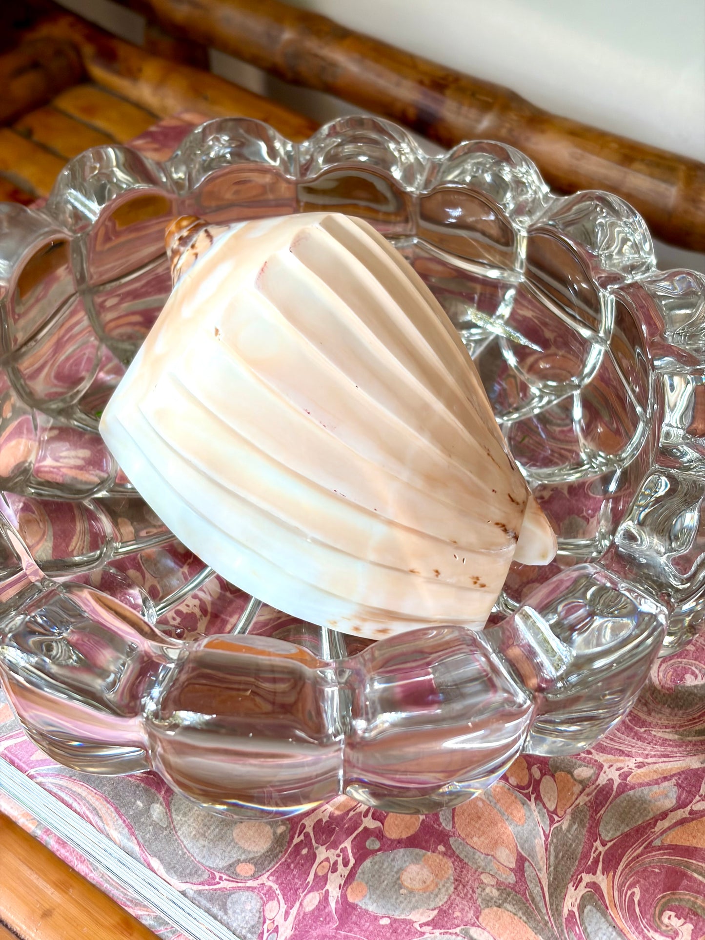 Polished Shell