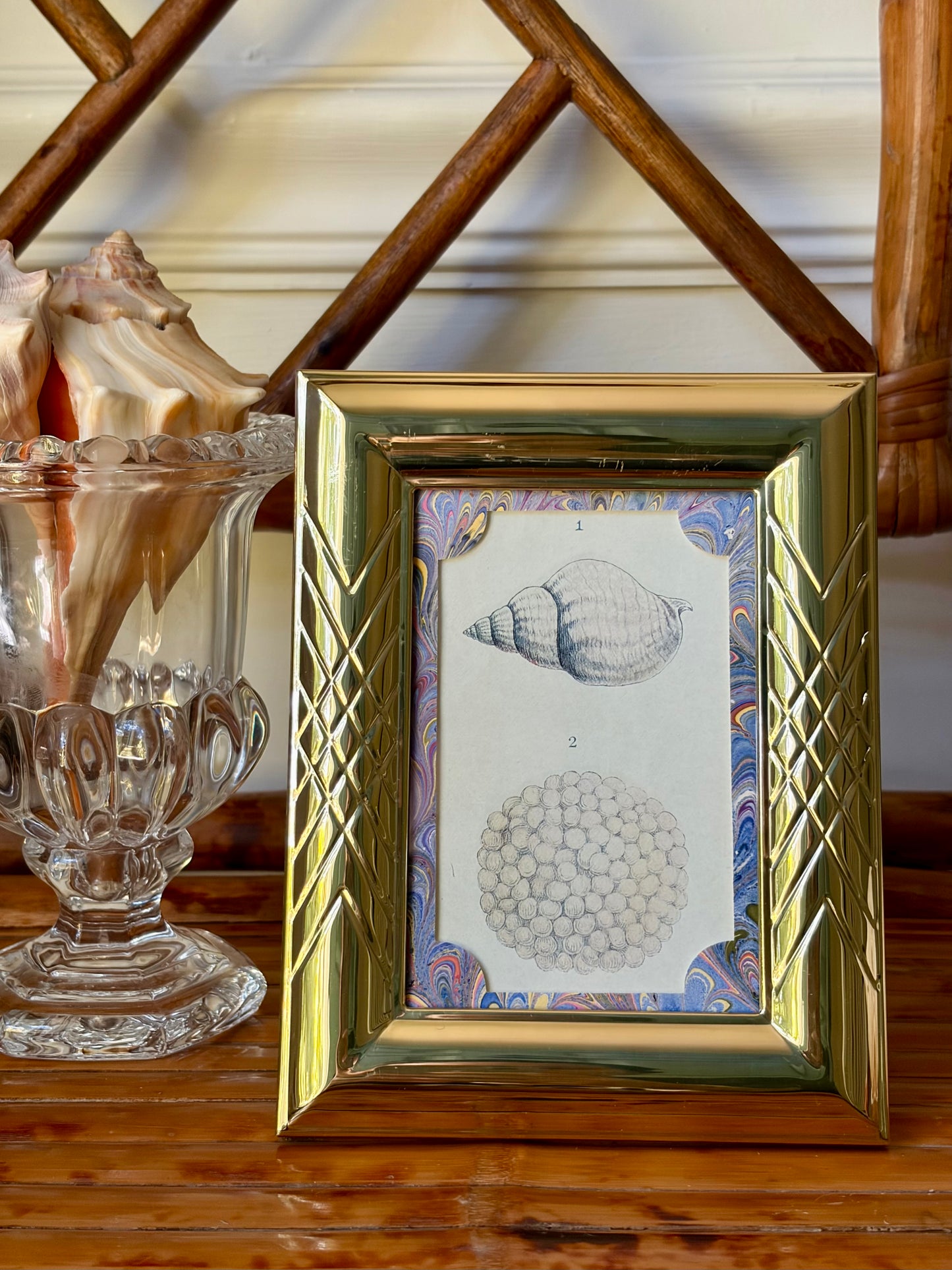 Framed Antique Shell Print