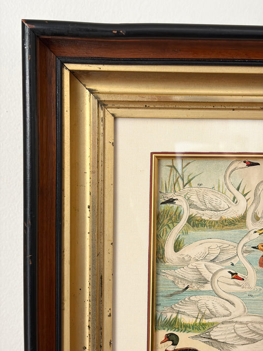 Antique Swan Print