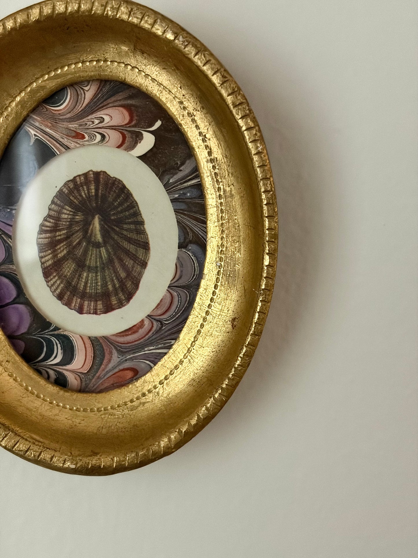 Mini Framed Antique Shell Print