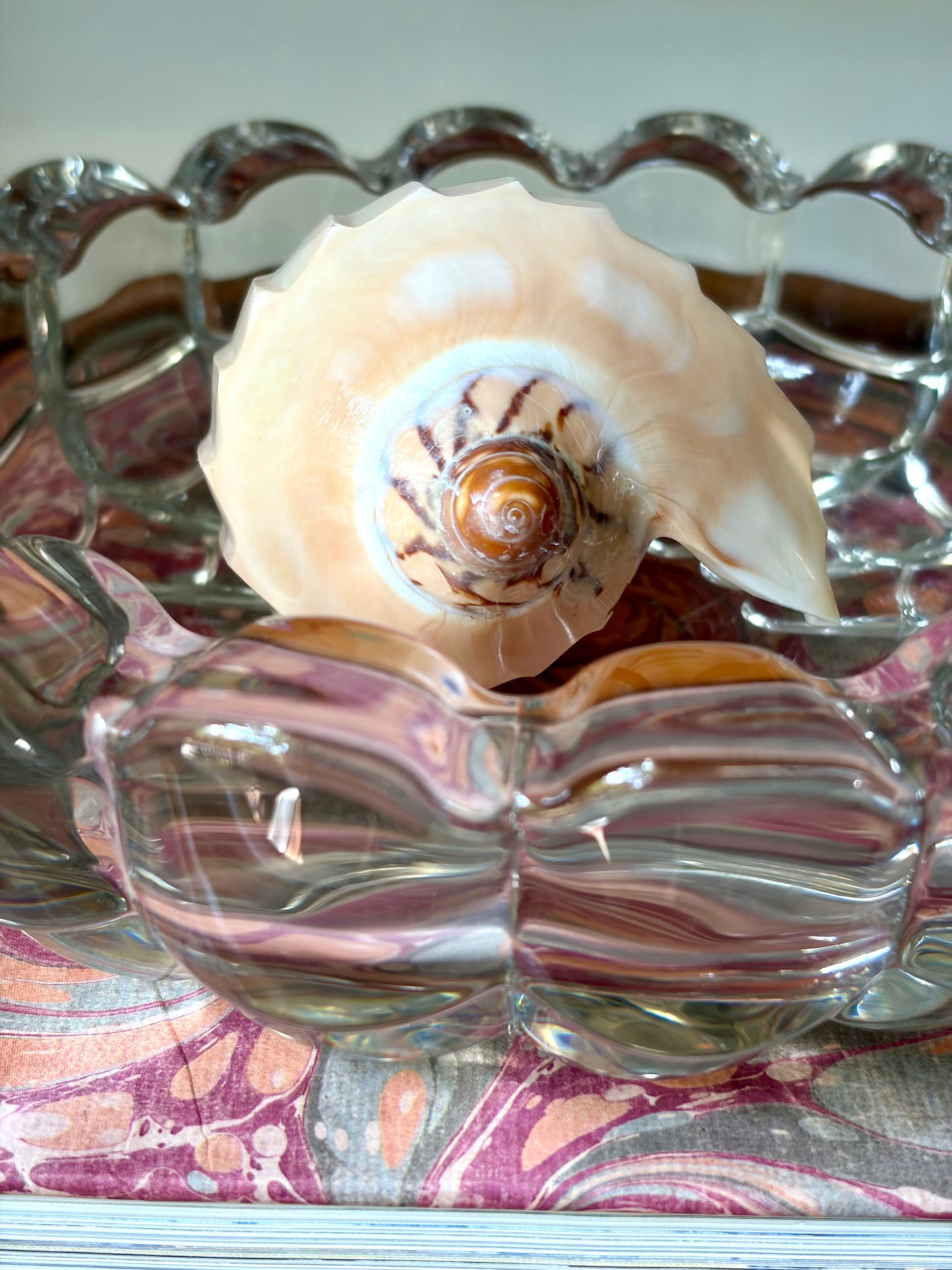Polished Shell
