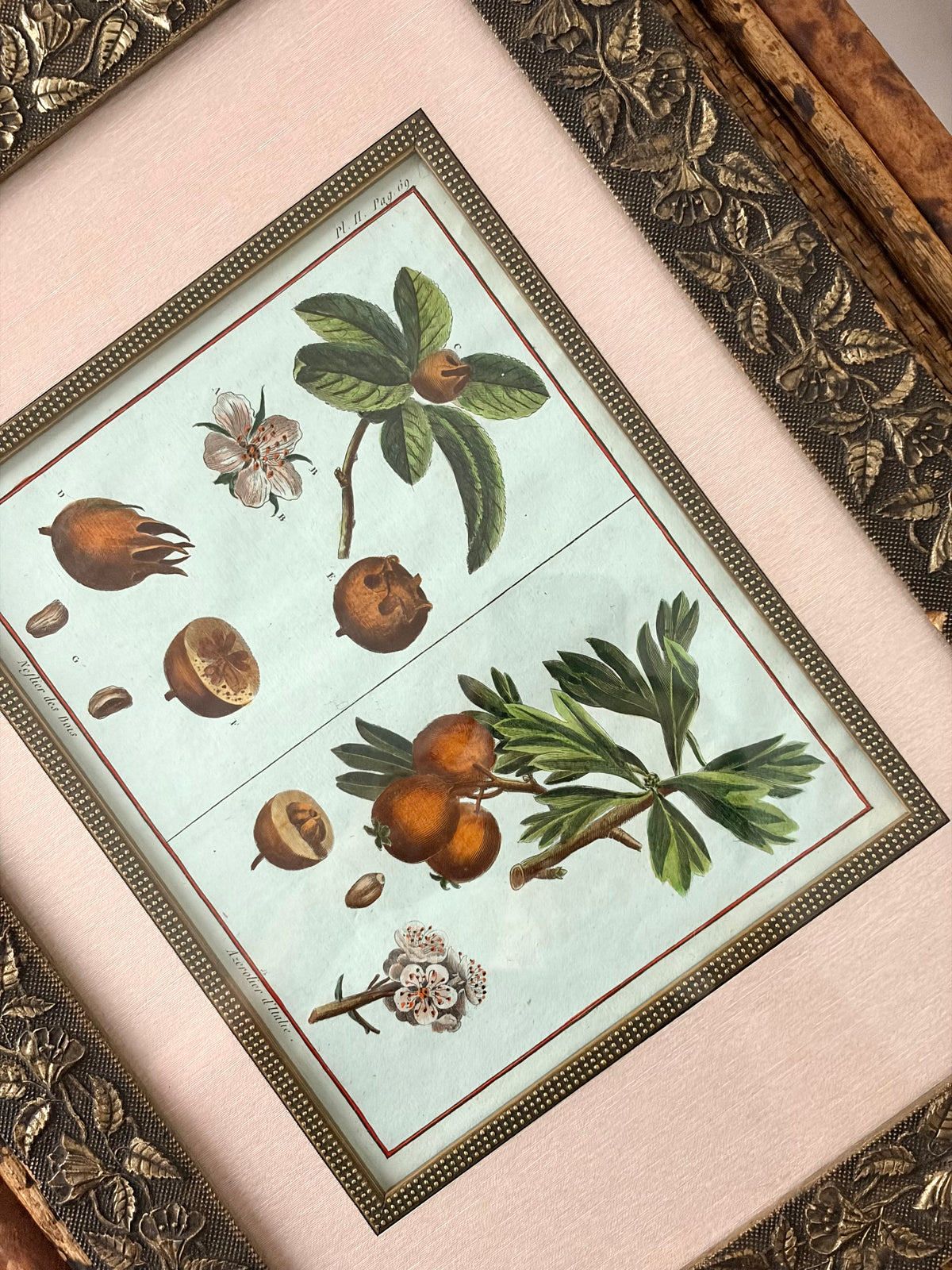 Rare Antique 18th Century Botanical Engraving