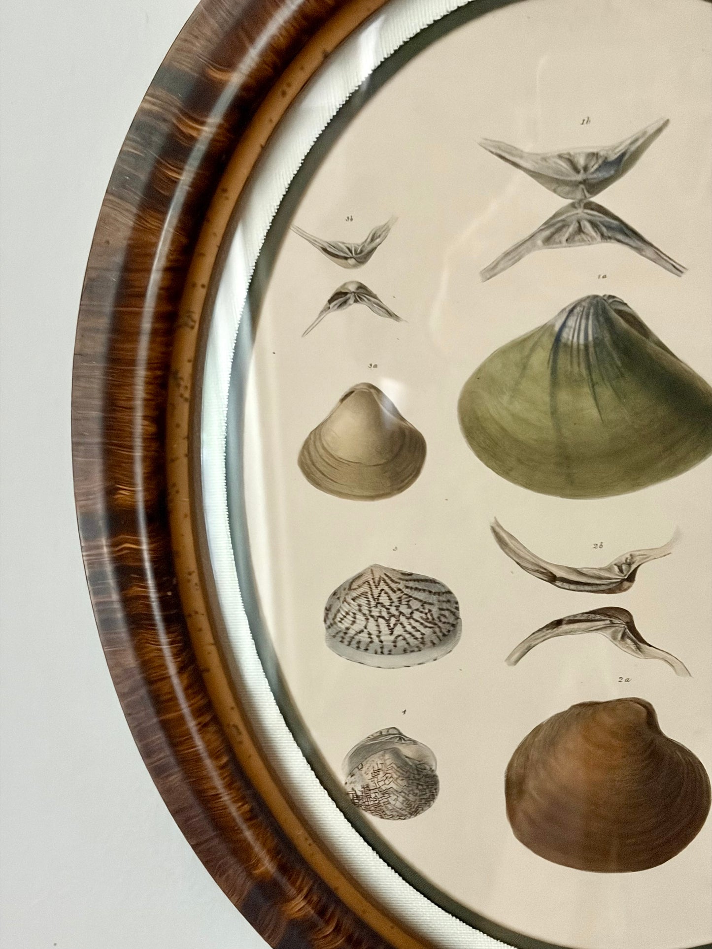 Antique Framed Shell Lithograph