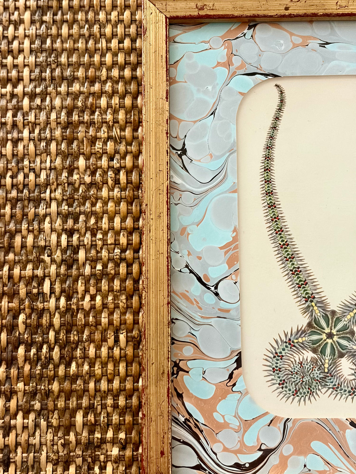 Vintage Starfish Print
