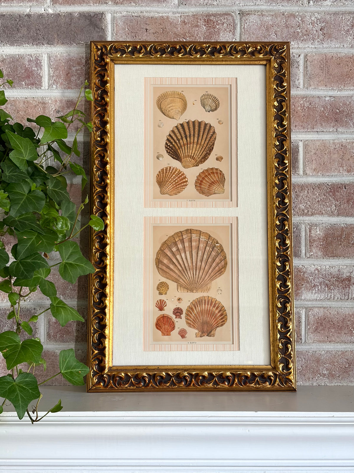 Pair of Antique Shell Prints