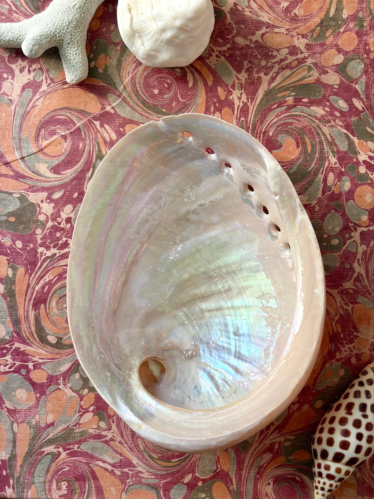 Polished Abalone Shell No.1