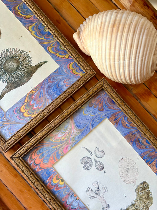 Pair of Framed Antique Coral & Anemone Prints