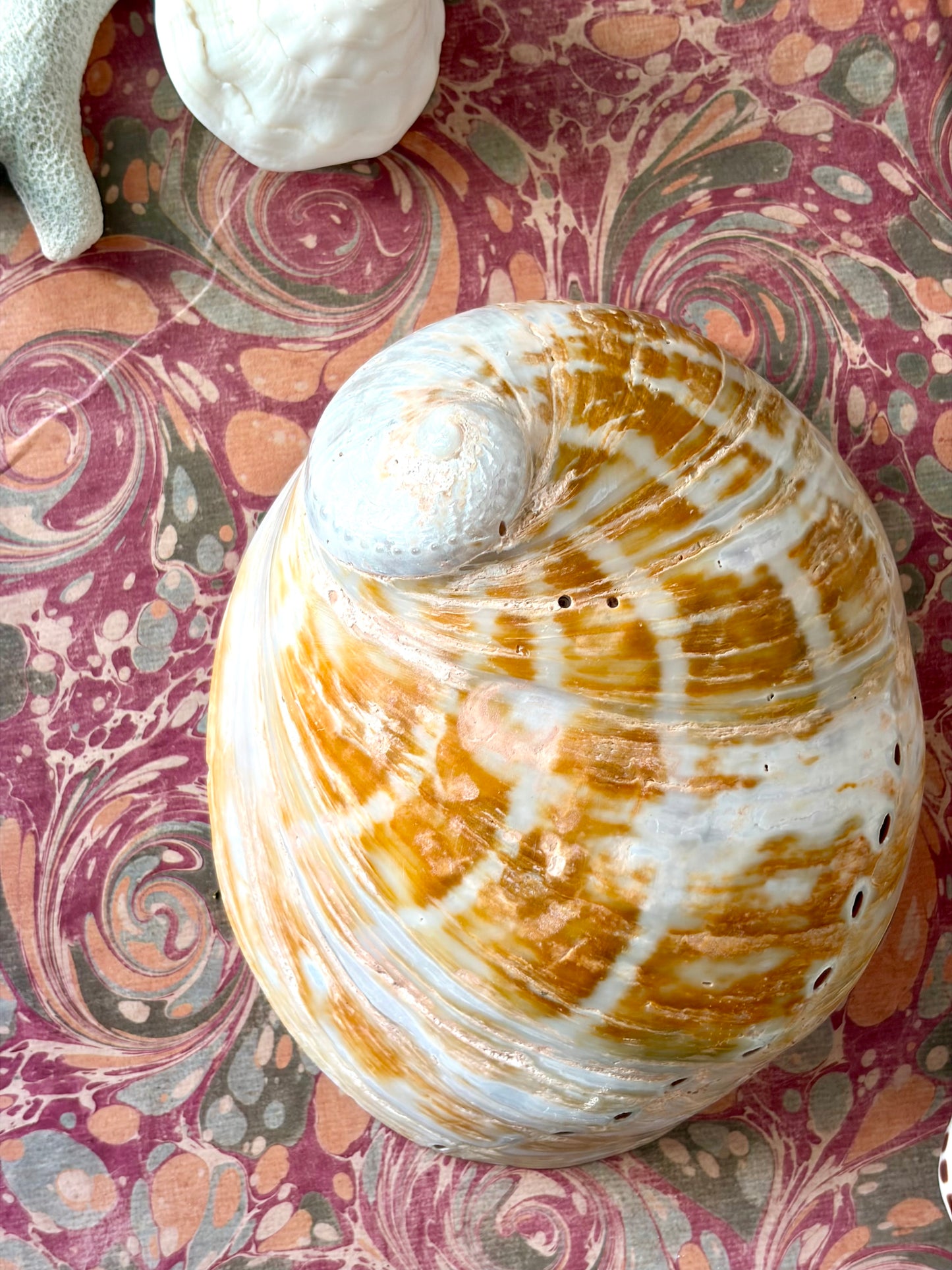 Polished Abalone Shell No.2