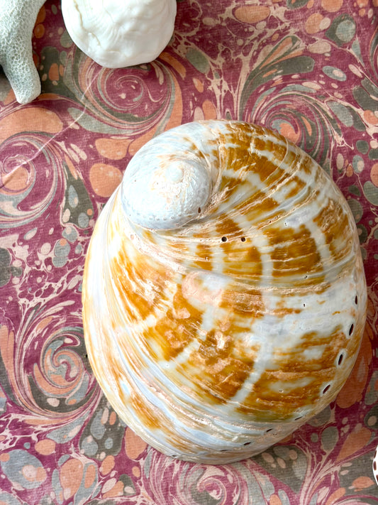 Polished Abalone Shell No.2