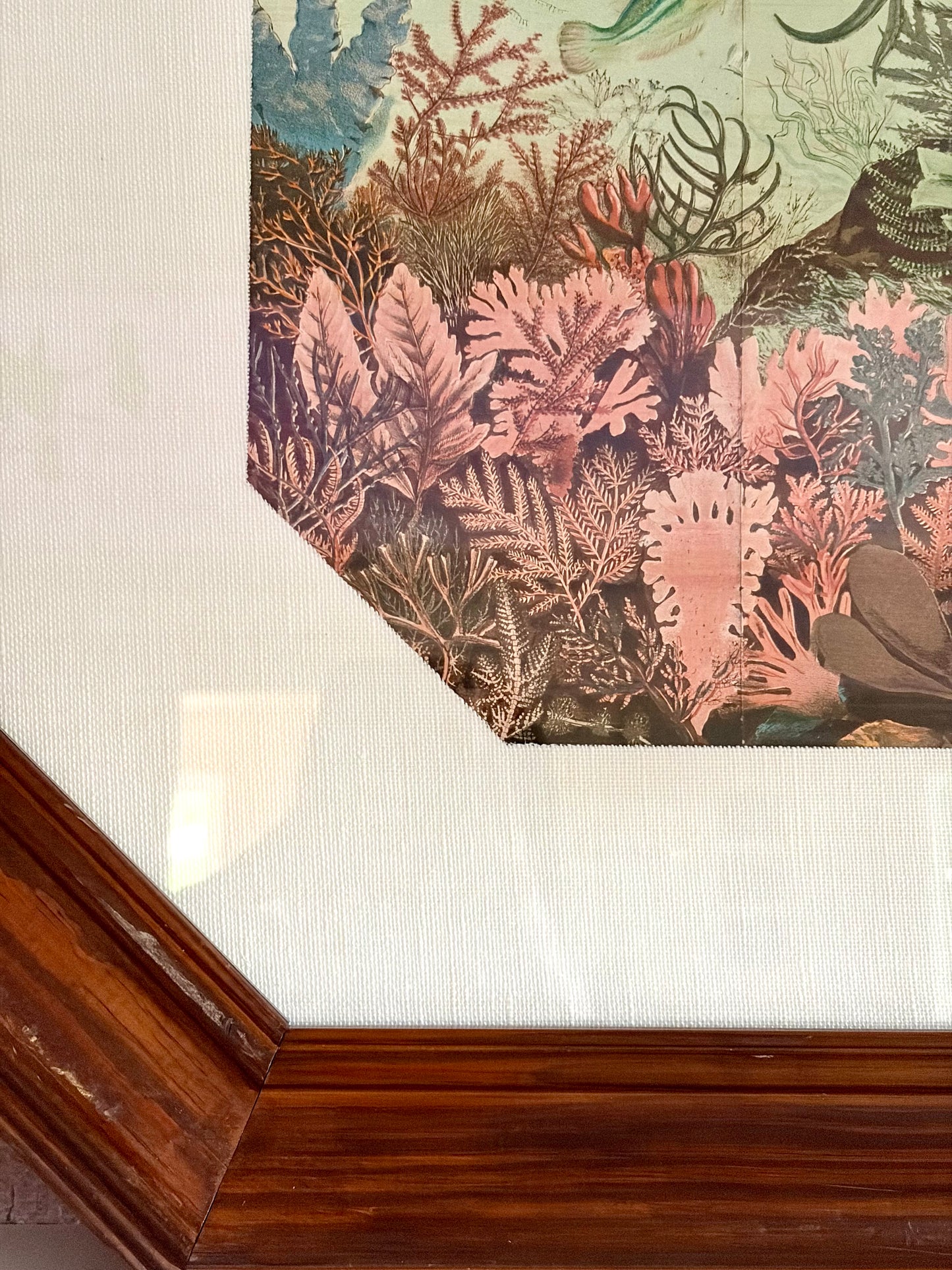Framed Antique British Seaweeds Print
