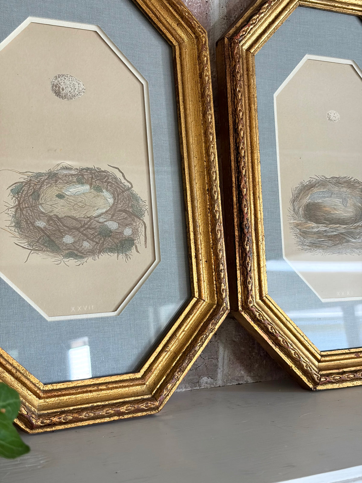 Pair of Antique Bird Nest Prints