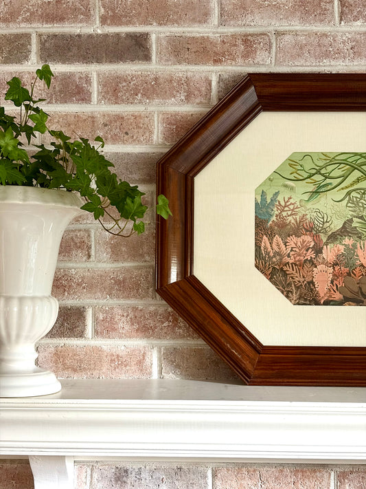 Framed Antique British Seaweeds Print
