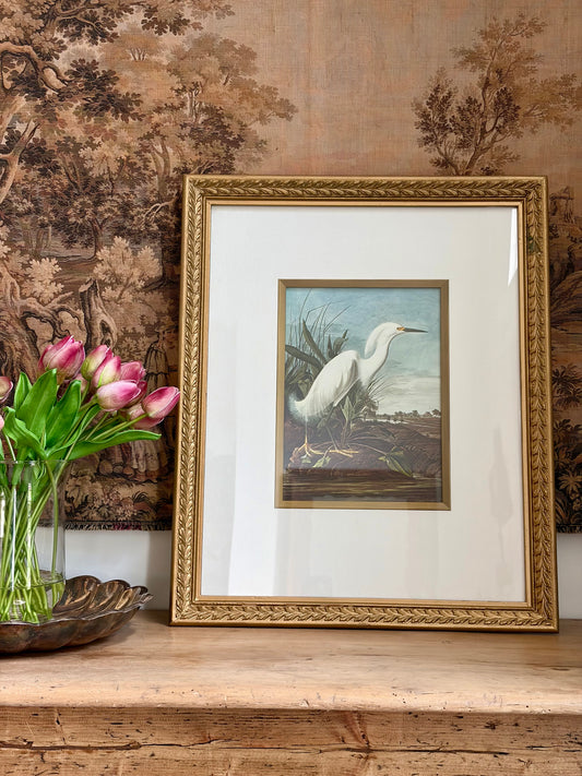 Snowy Egret Plate 48