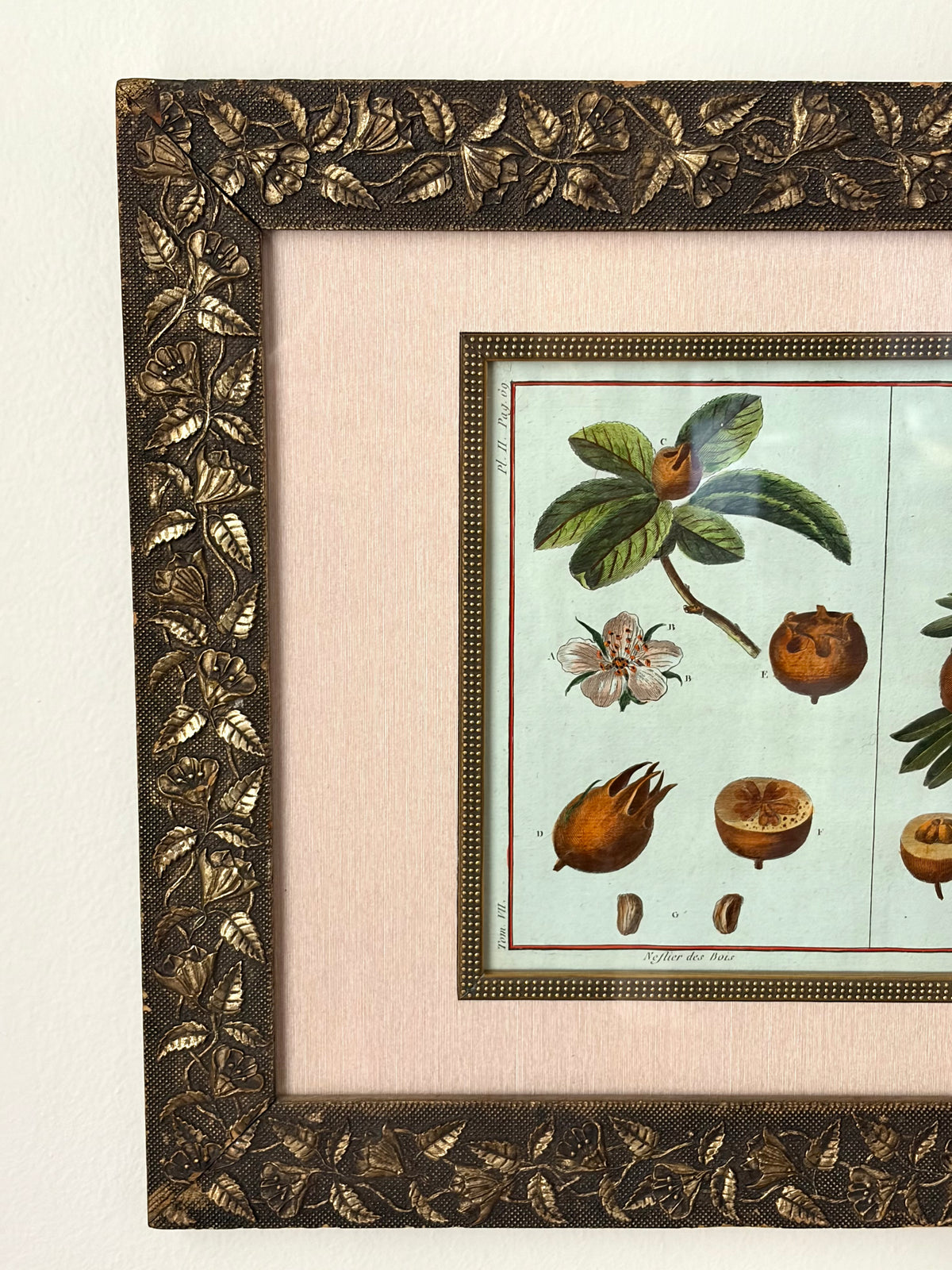 Rare Antique 18th Century Botanical Engraving