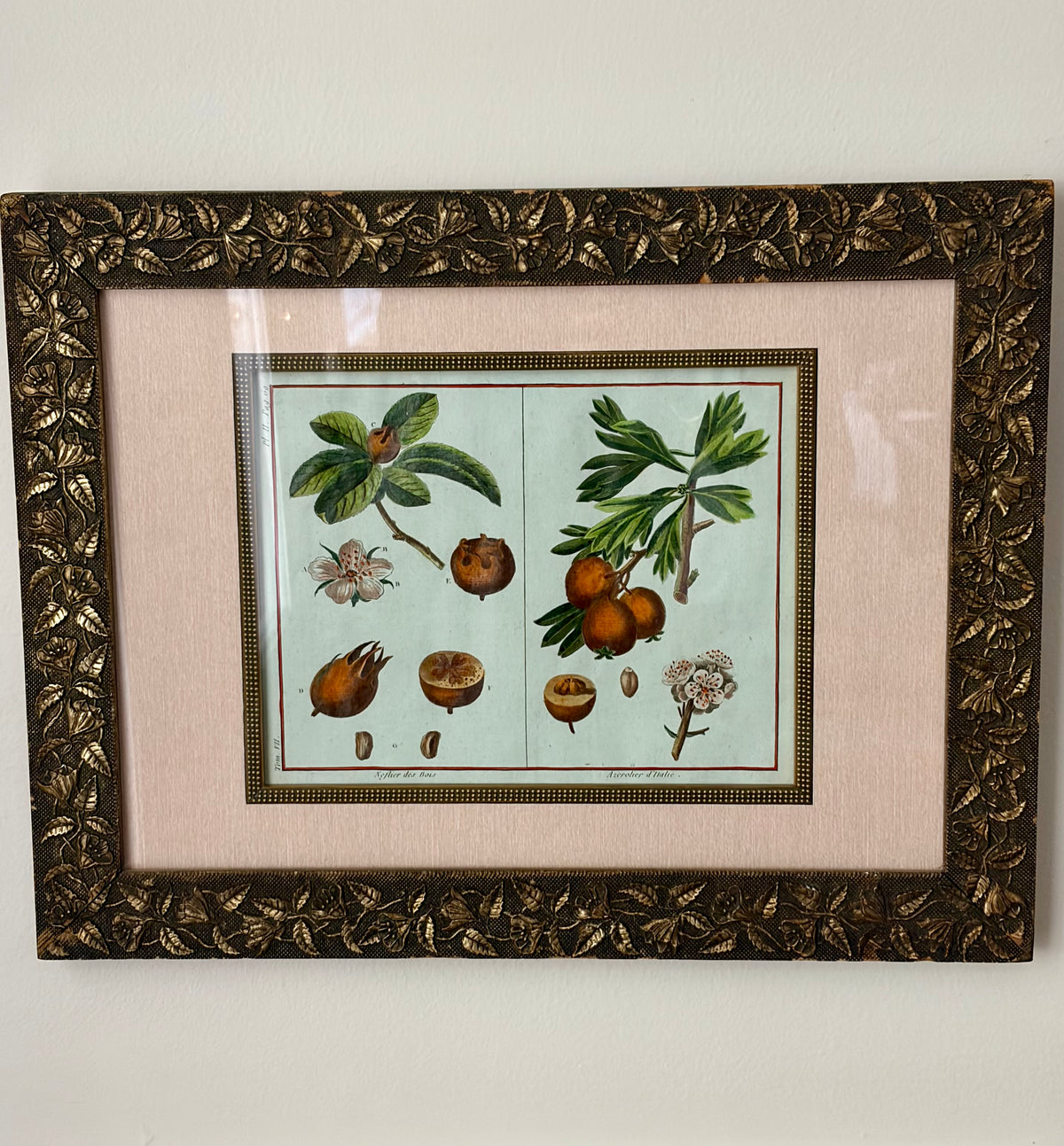 Rare Antique 18th Century Botanical Engraving