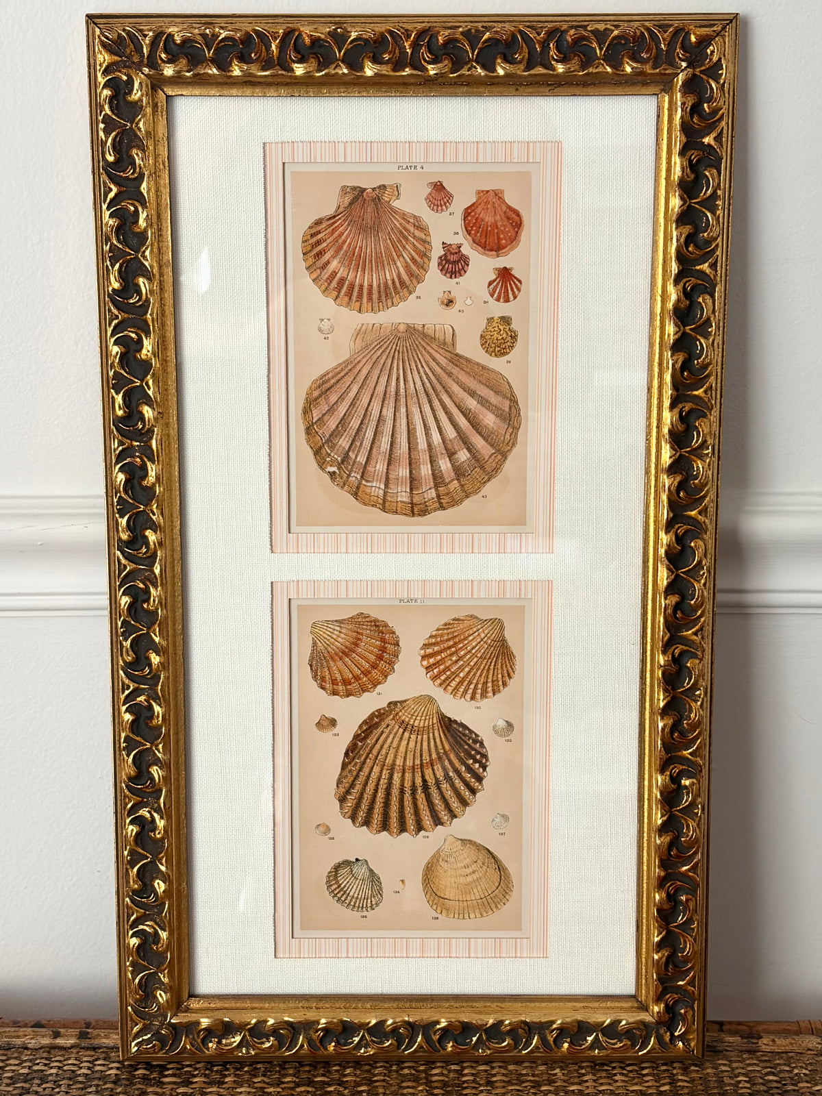 Pair of Antique Shell Prints