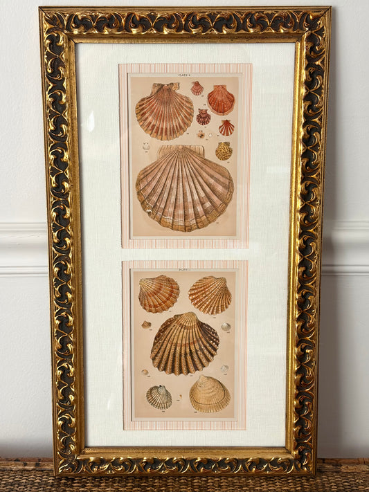 Pair of Antique Shell Prints