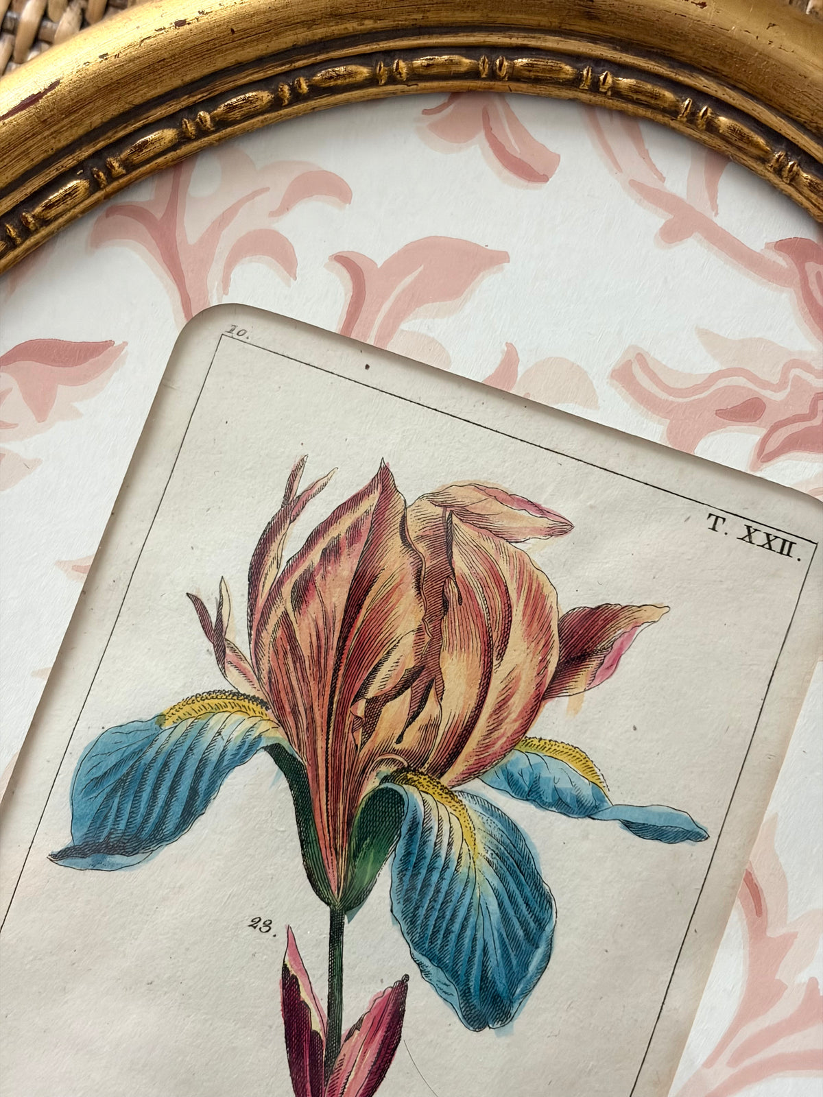 Antique Flower Print