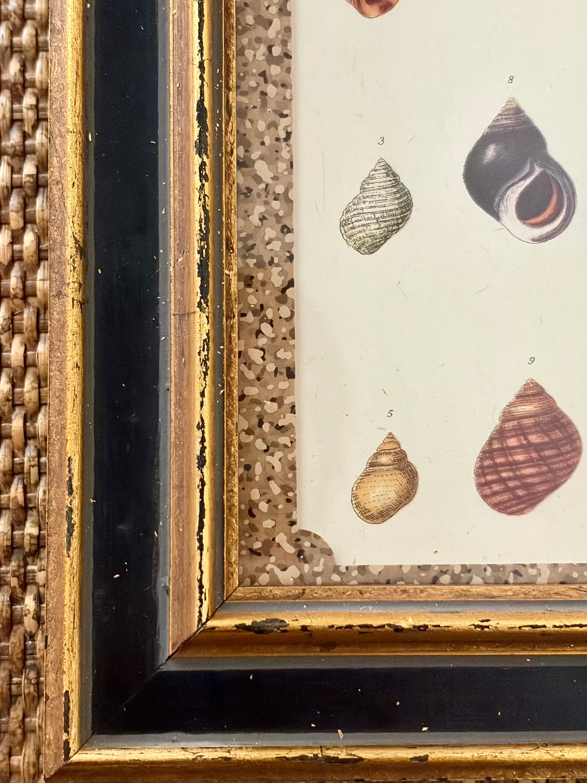 Vintage Shell Print