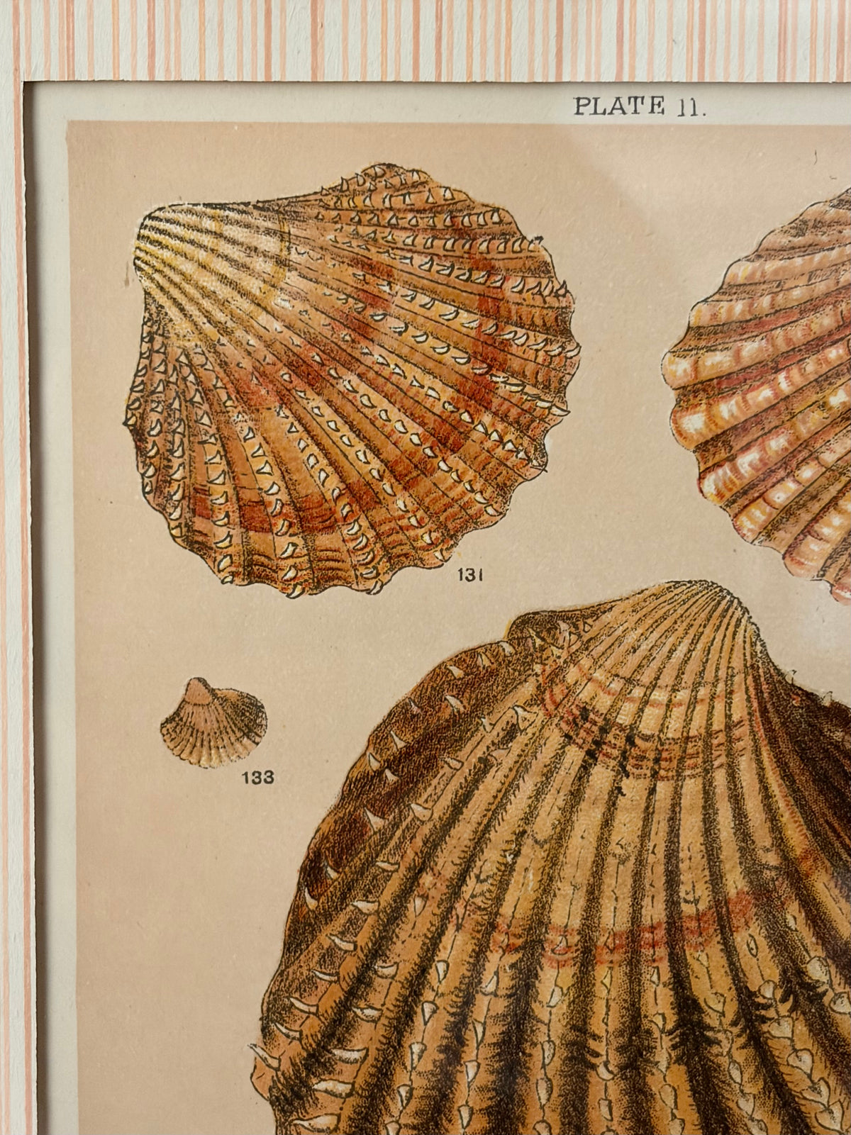 Pair of Antique Shell Prints