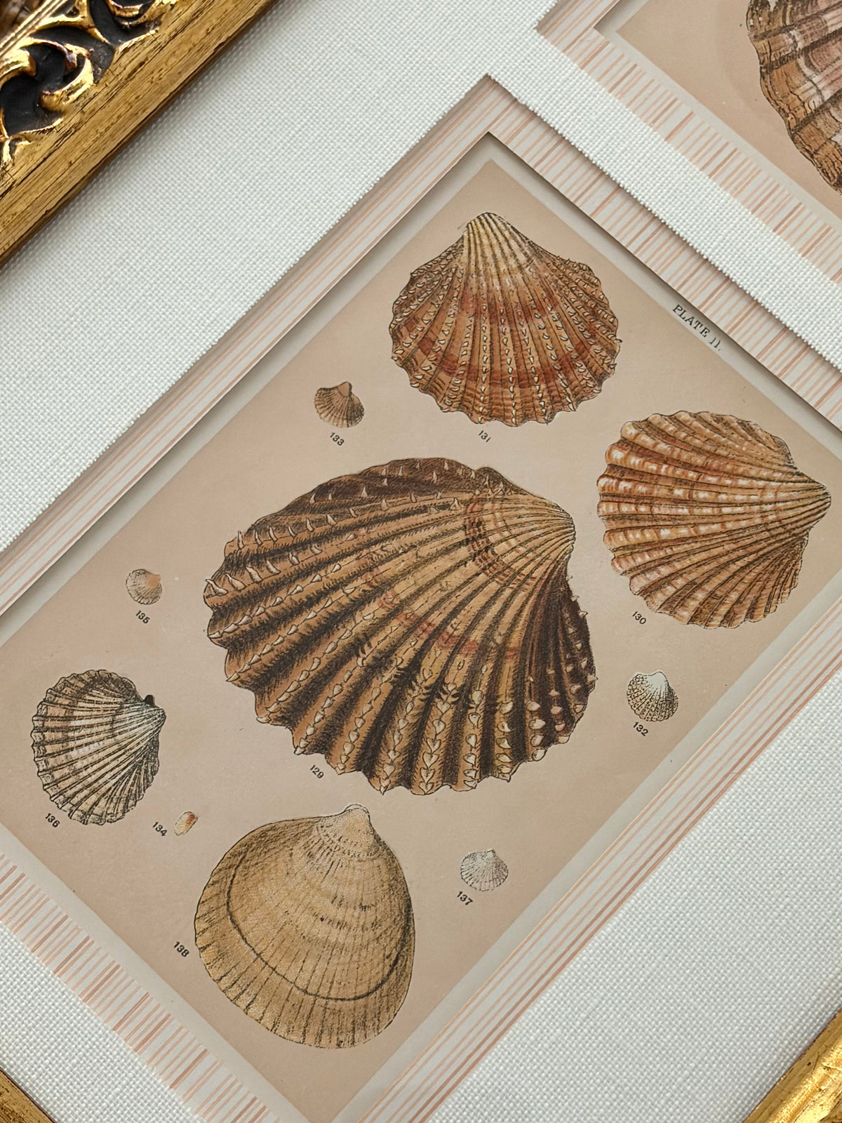 Pair of Antique Shell Prints