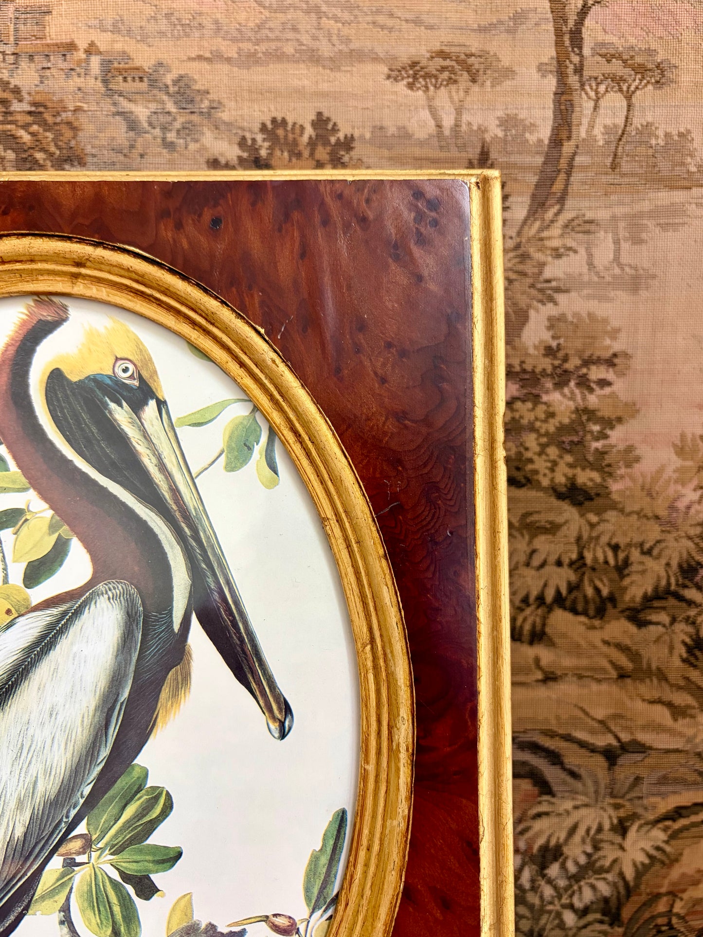 Brown Pelican Plate 396