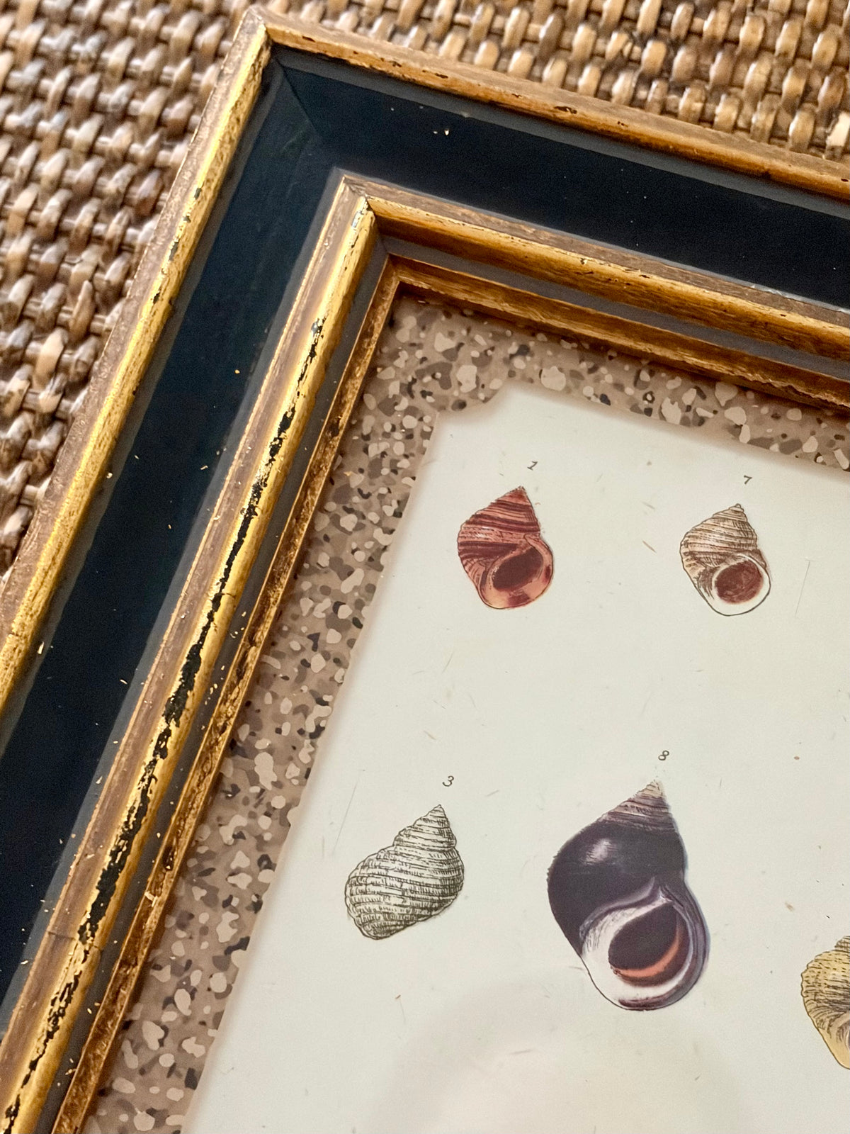 Vintage Shell Print