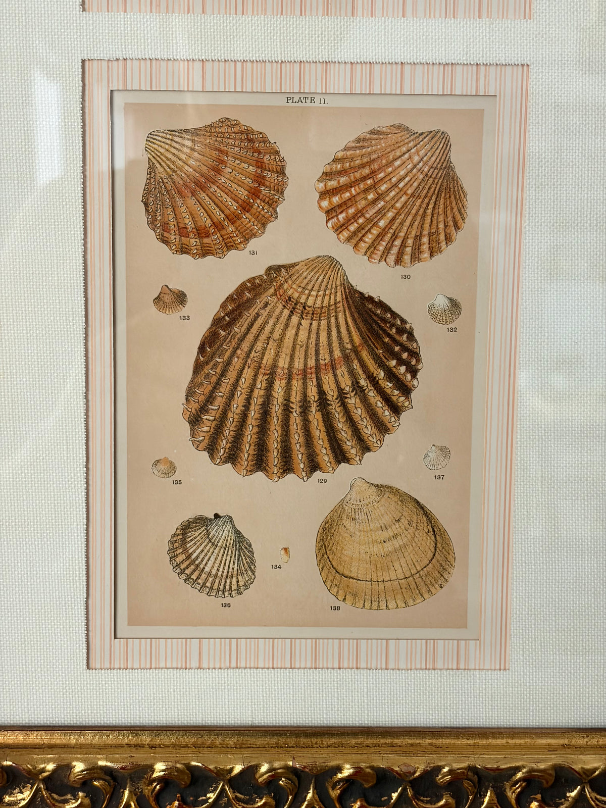 Pair of Antique Shell Prints