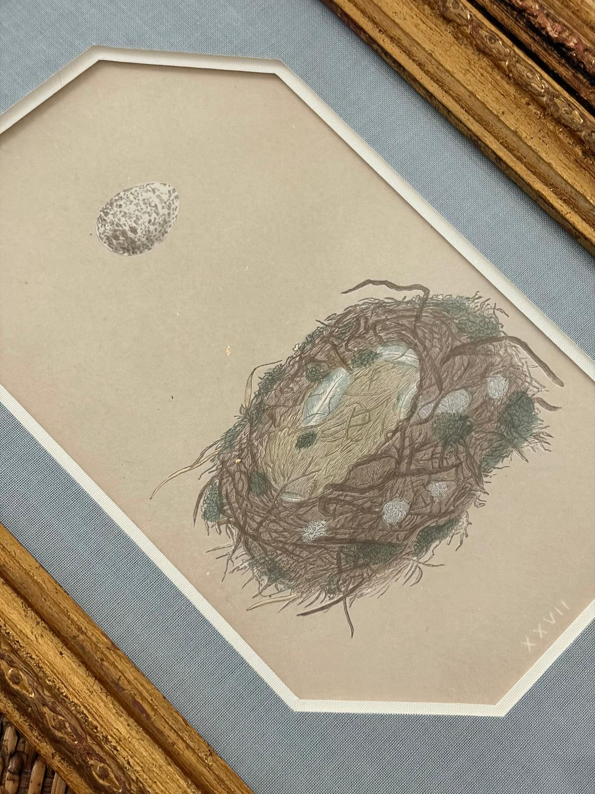 Pair of Antique Bird Nest Prints