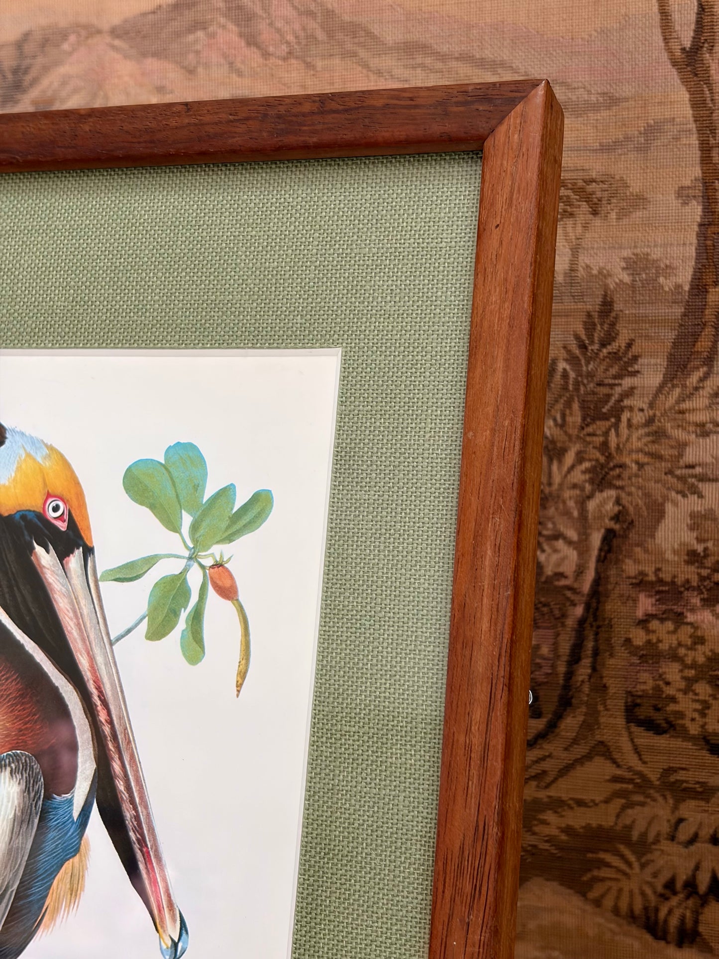 Brown Pelican Plate 17