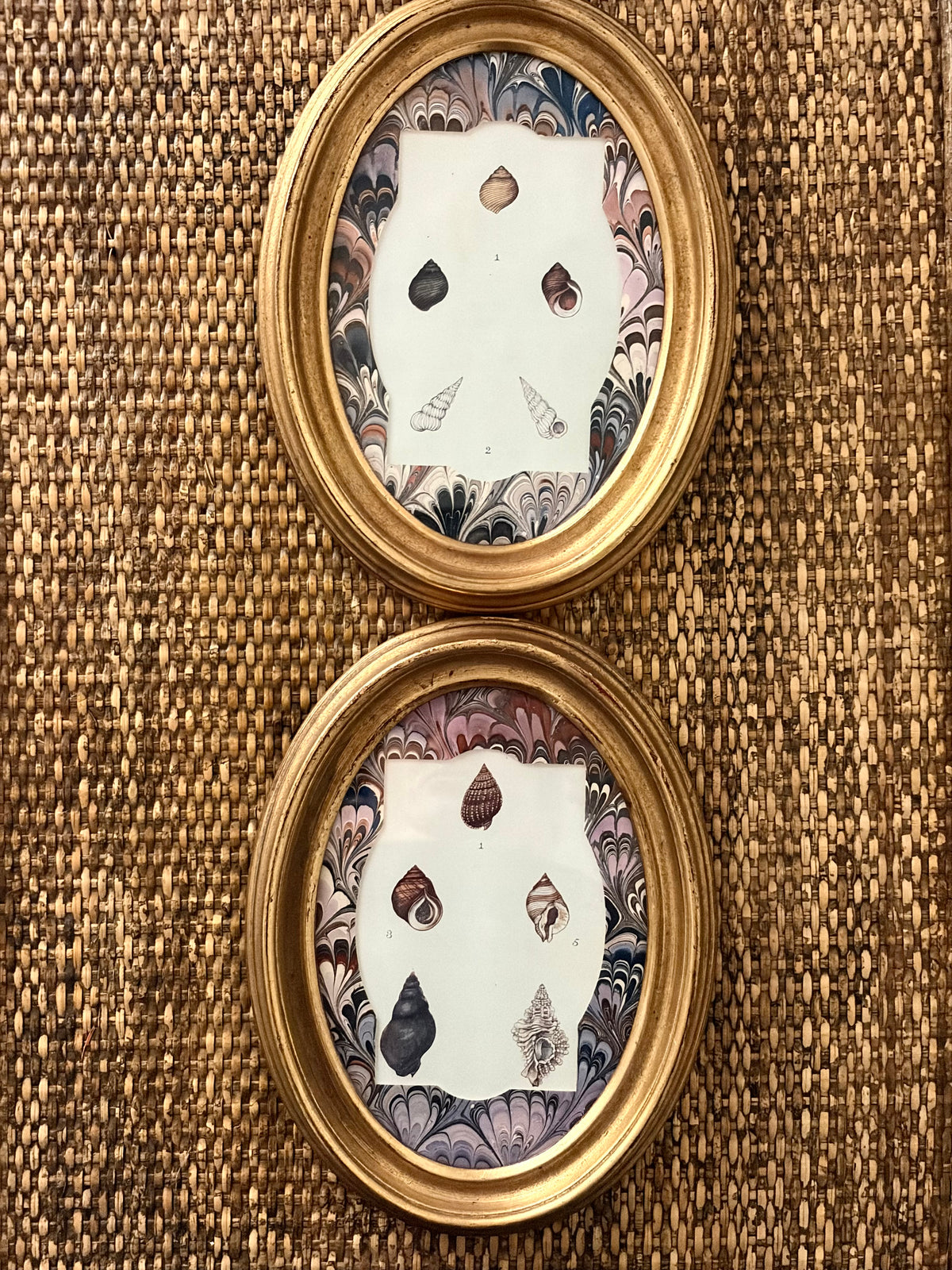 Pair of Antique Shell Prints