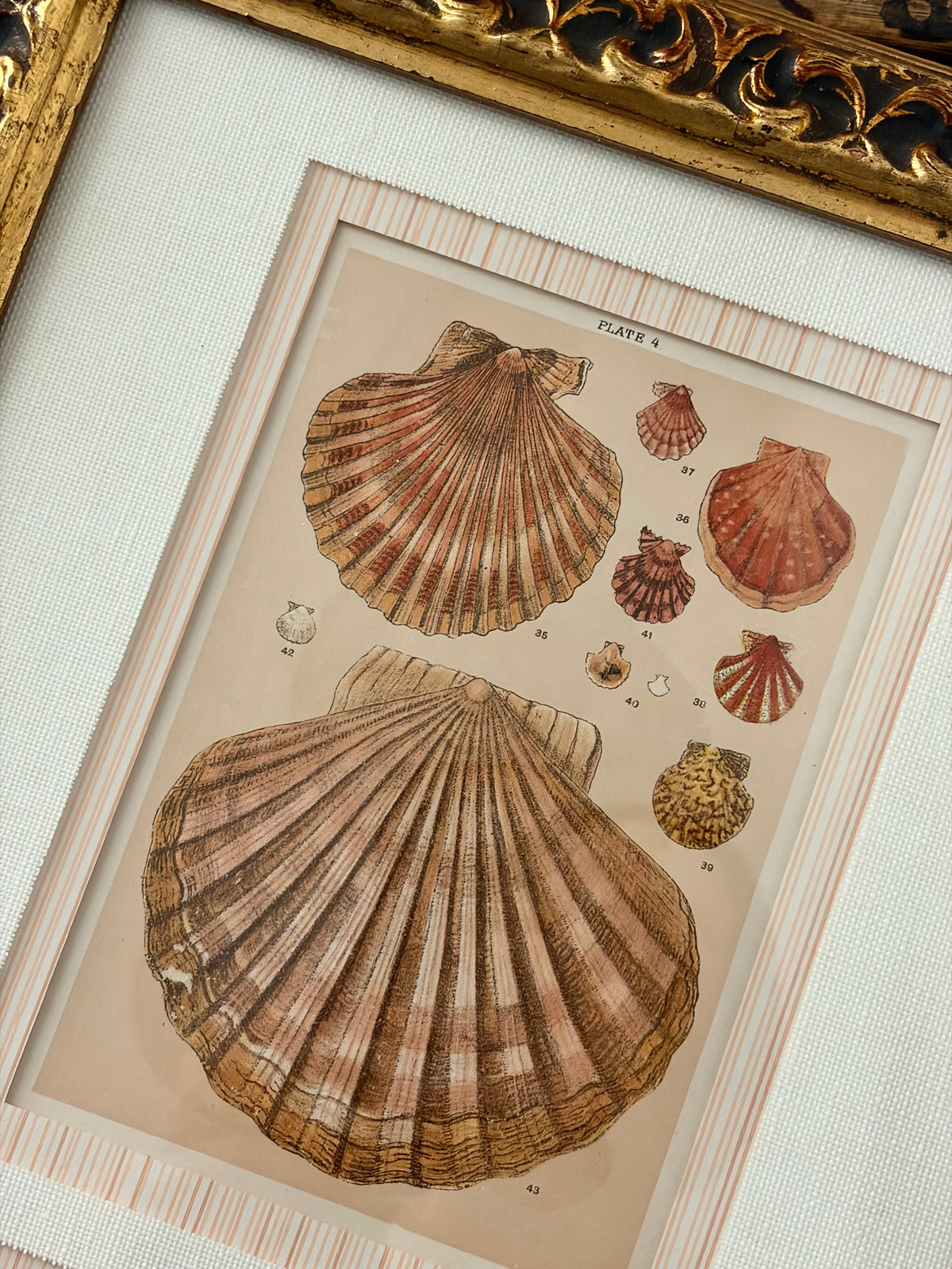 Pair of Antique Shell Prints