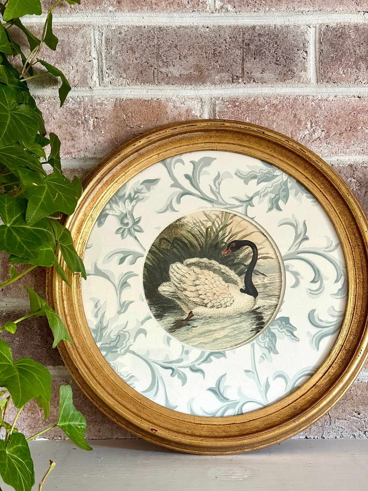 Antique Black Swan Engraving