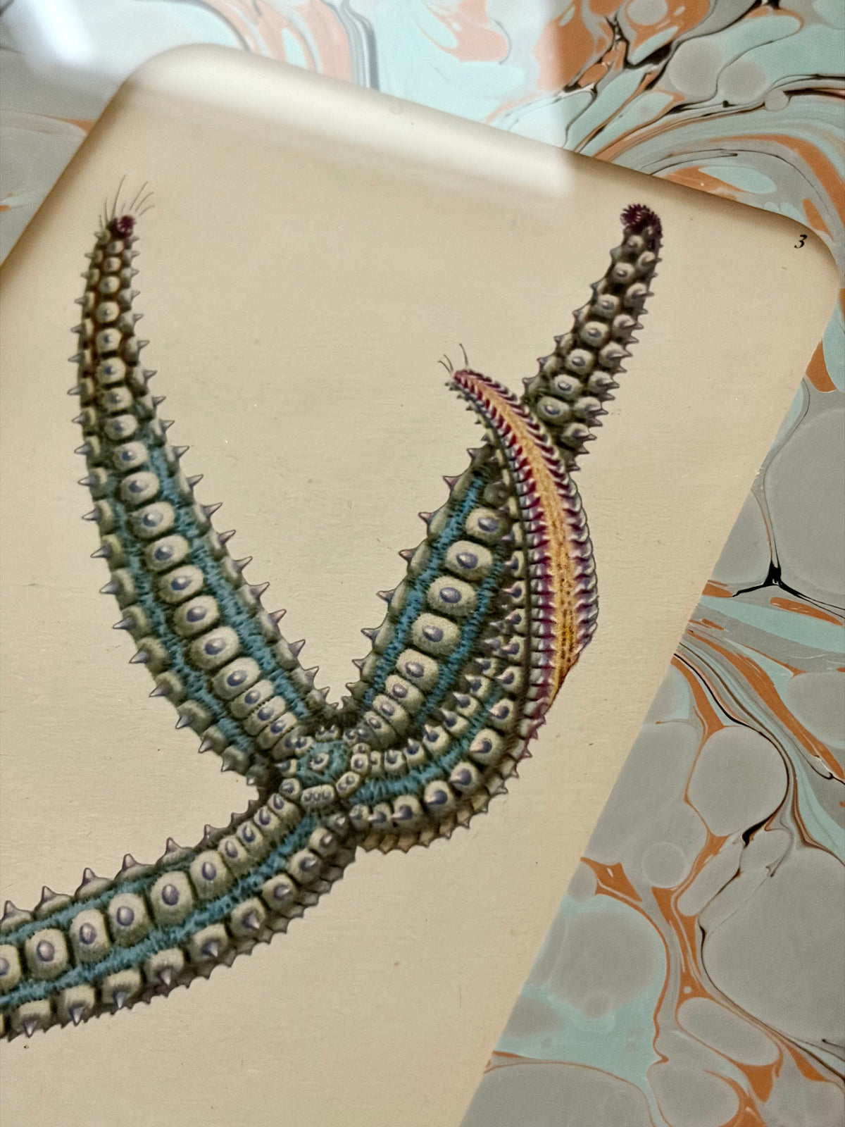 Vintage Starfish Print