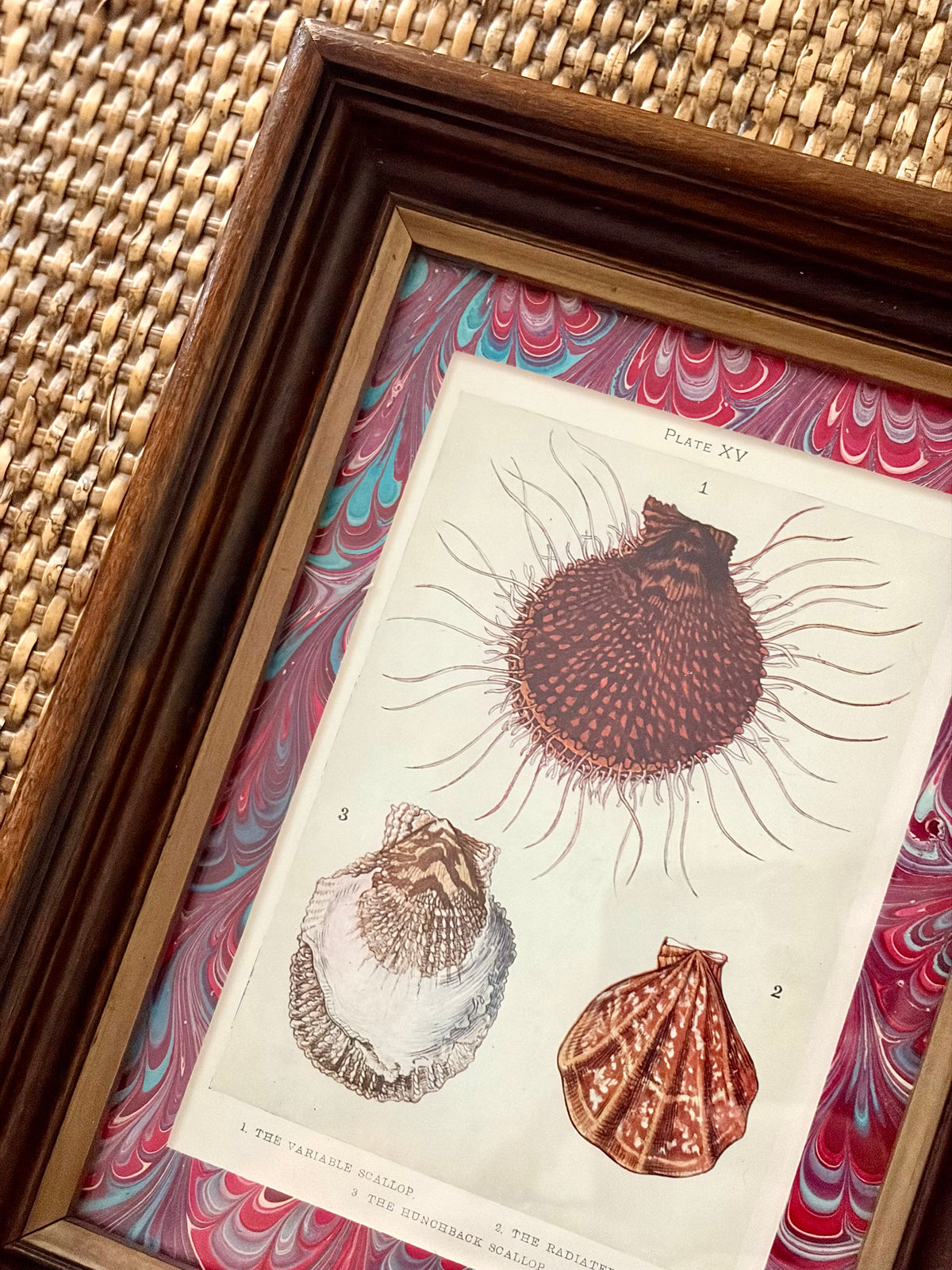 Antique Shell Print