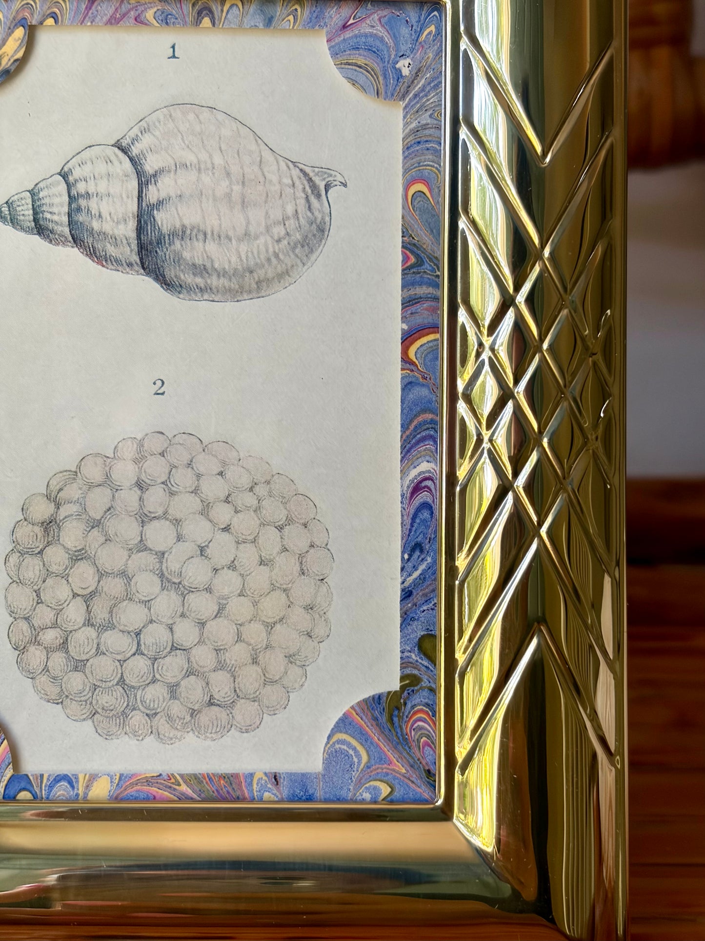 Framed Antique Shell Print