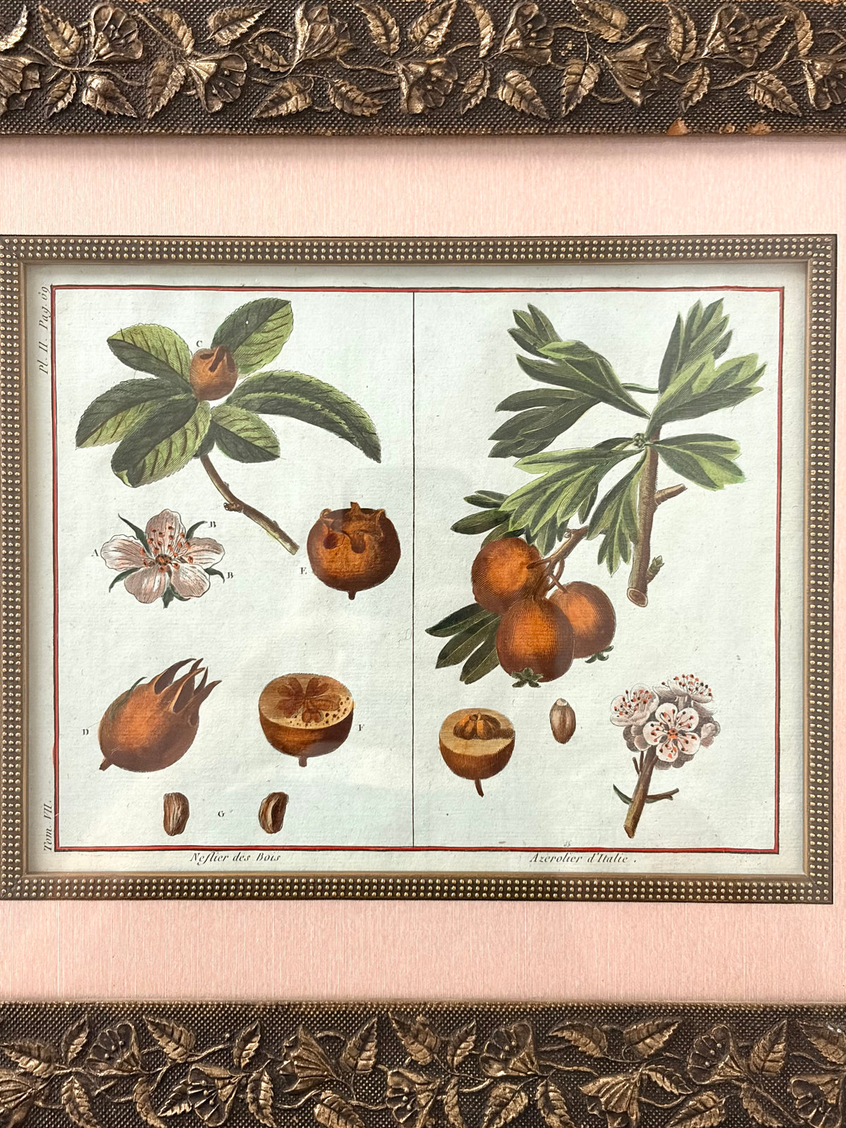 Rare Antique 18th Century Botanical Engraving