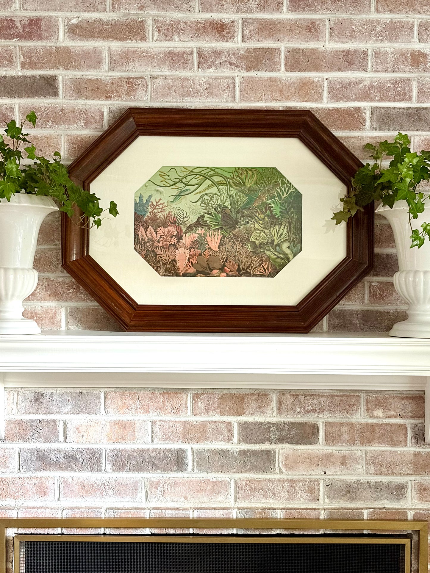Framed Antique British Seaweeds Print