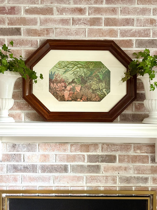 Framed Antique British Seaweeds Print
