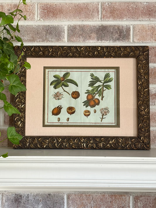 Rare Antique 18th Century Botanical Engraving