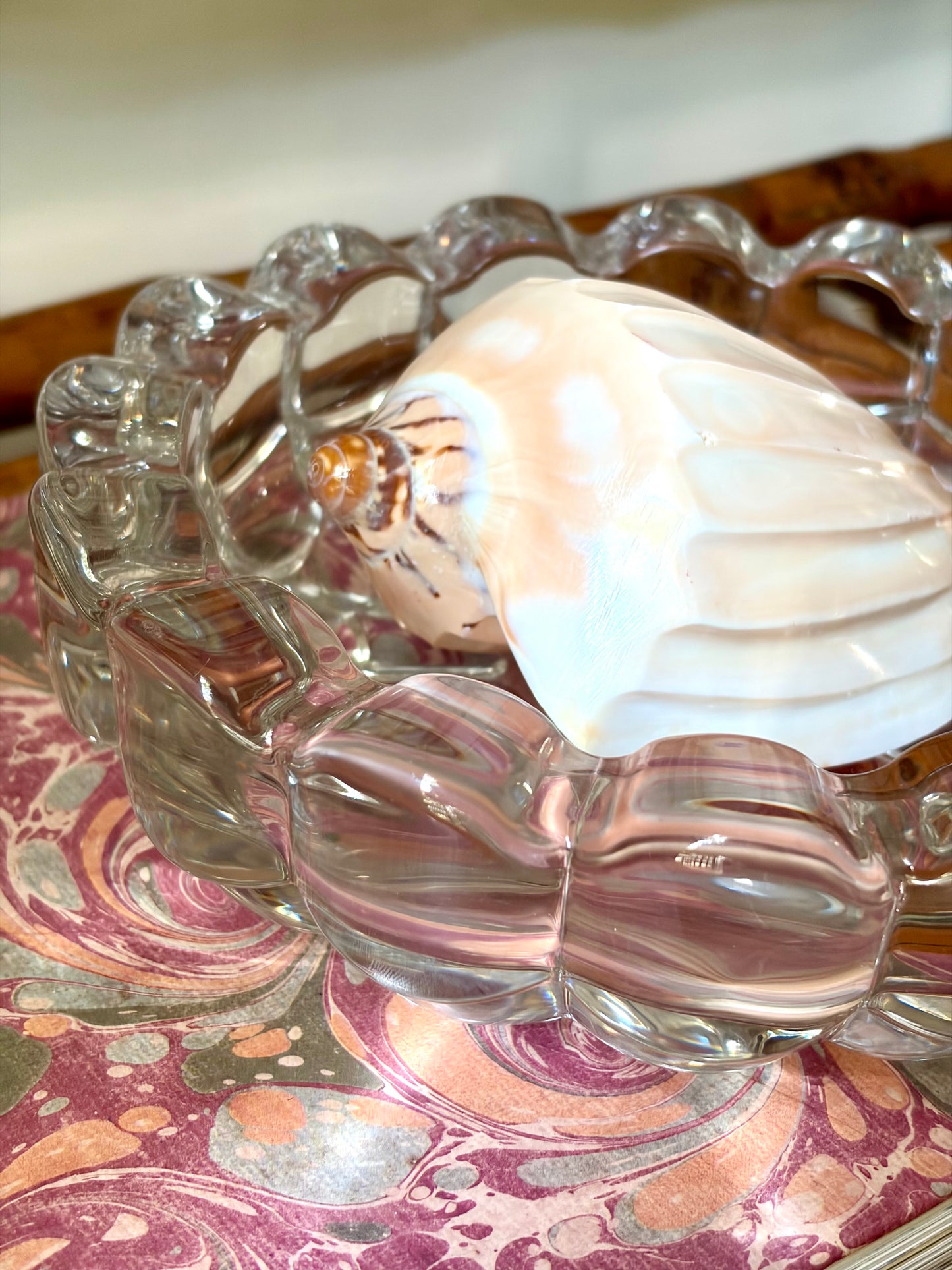 Polished Shell