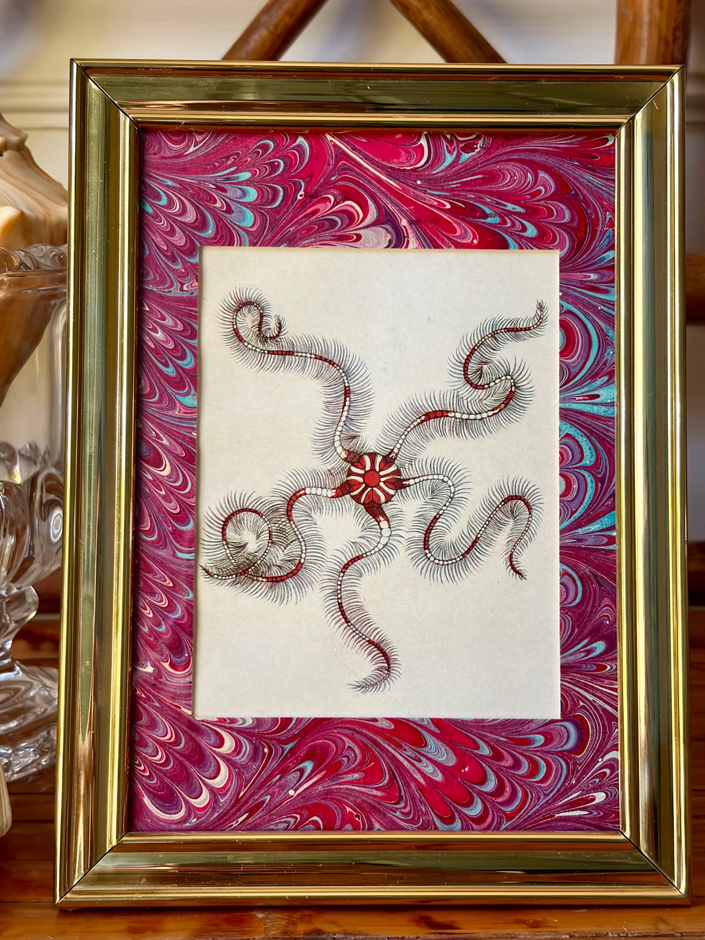 Framed Antique Starfish Print