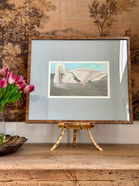 Trumpeter Swan Plate 22