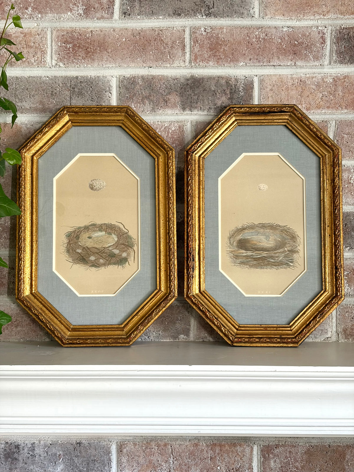 Pair of Antique Bird Nest Prints